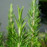 Rosemary in recipes